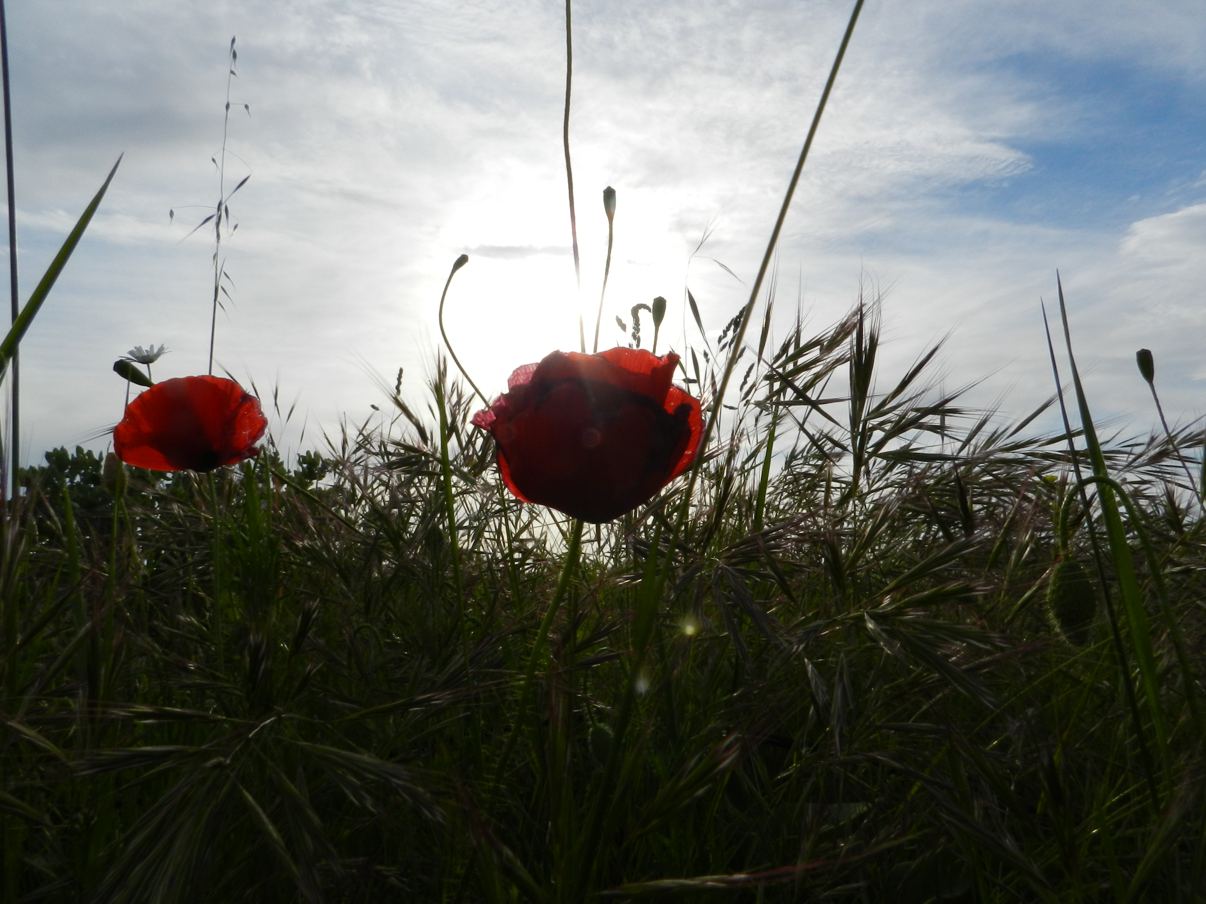 Coquelicot en contre-jour